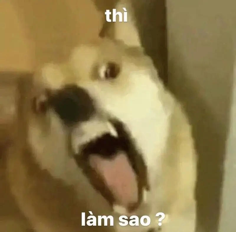 Chế ảnh meme bựa hài hước, cười thả ga mọi lúc mọi nơi.