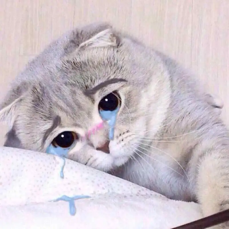 Meme khóc cute dễ thương khiến mọi người thích thú