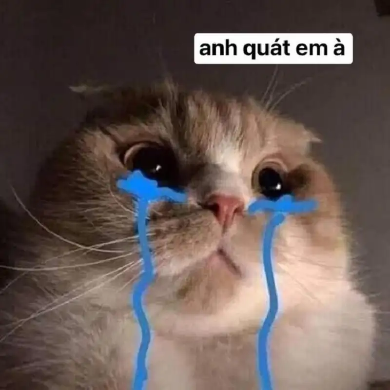 Meme mèo ôm đầu khóc dễ thương khiến bạn không thể nhịn cười