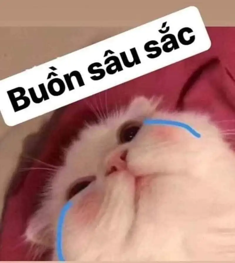 Meme mèo like khóc hài hước tạo nên những khoảnh khắc vui vẻ