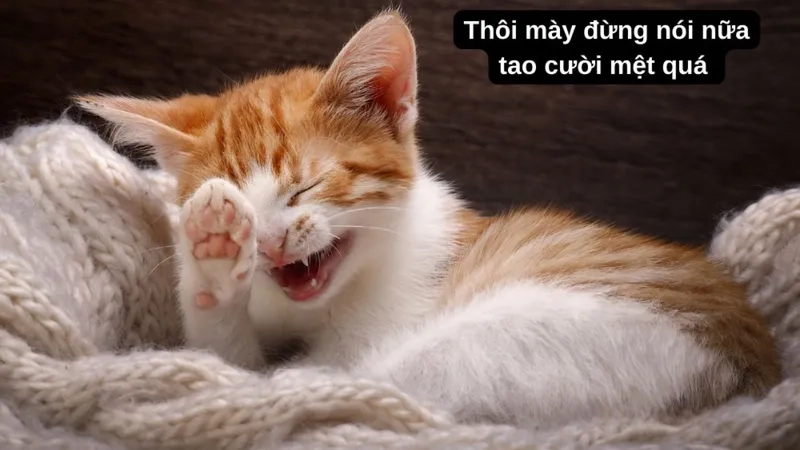 Bộ troll ảnh meme cute hài hước khiến ai cũng cười
