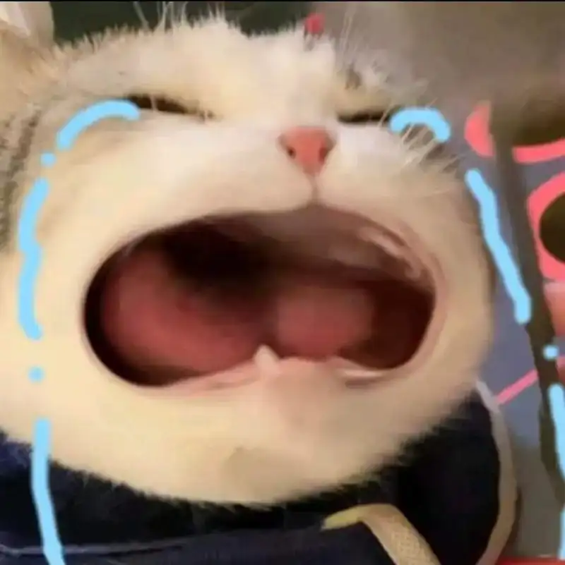 Meme mèo khóc thét hài hước mang lại tiếng cười cho bạn