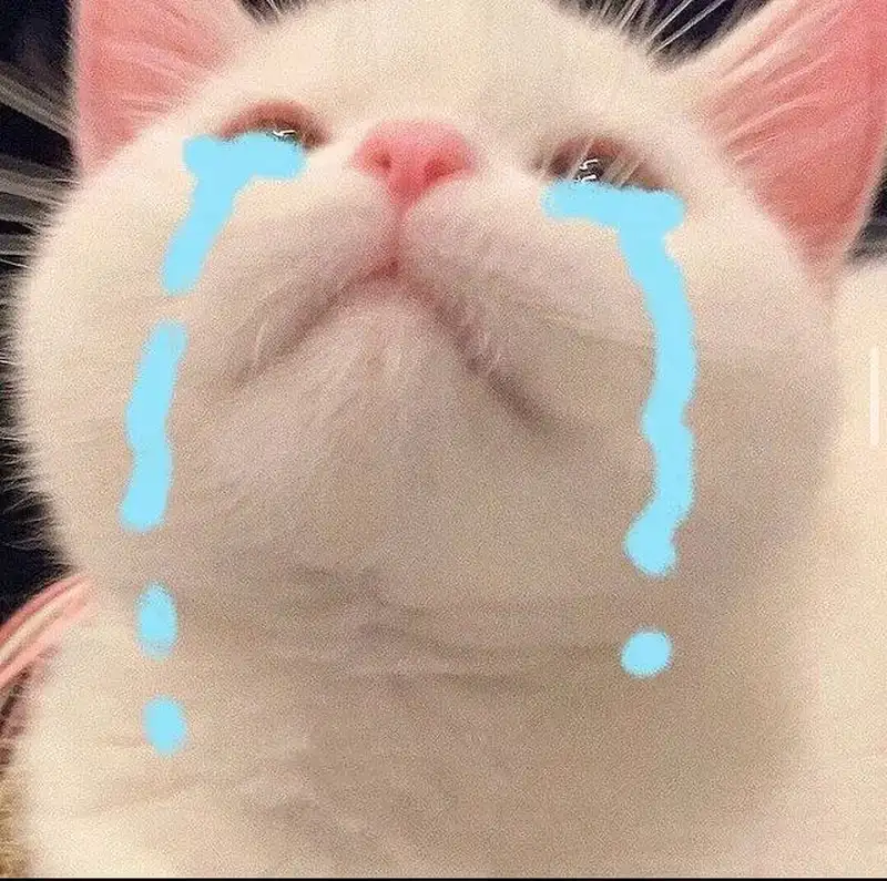 Meme mèo khóc like dễ thương khiến mọi người thích thú
