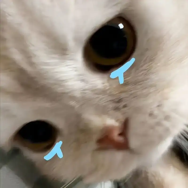 Ảnh meme mèo khóc độc đáo tạo nên những khoảnh khắc vui vẻ