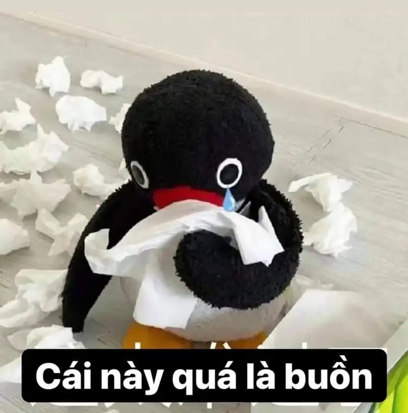 Ảnh mèo khóc meme hài hước mang lại niềm vui cho mọi người