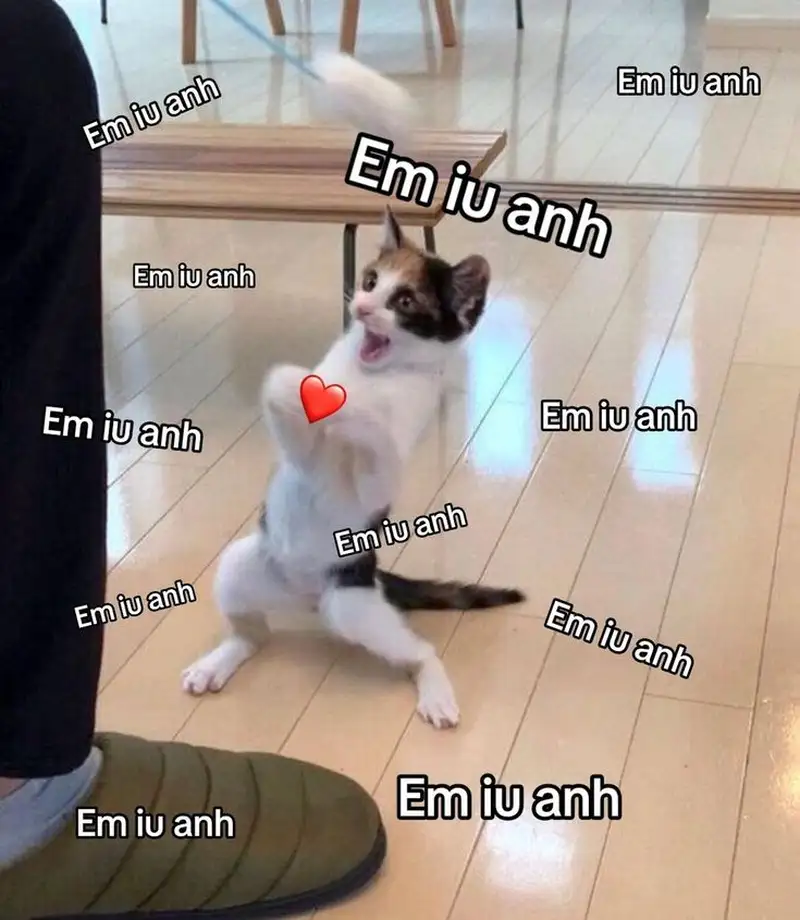 Meme mèo tặng hoa là cách dễ thương để thể hiện tình cảm dành cho người yêu.