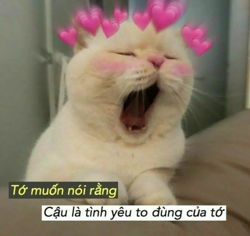 Meme mèo buồn dễ thương làm tan chảy trái tim bạn khi nhìn thấy những chú mèo buồn dễ thương.