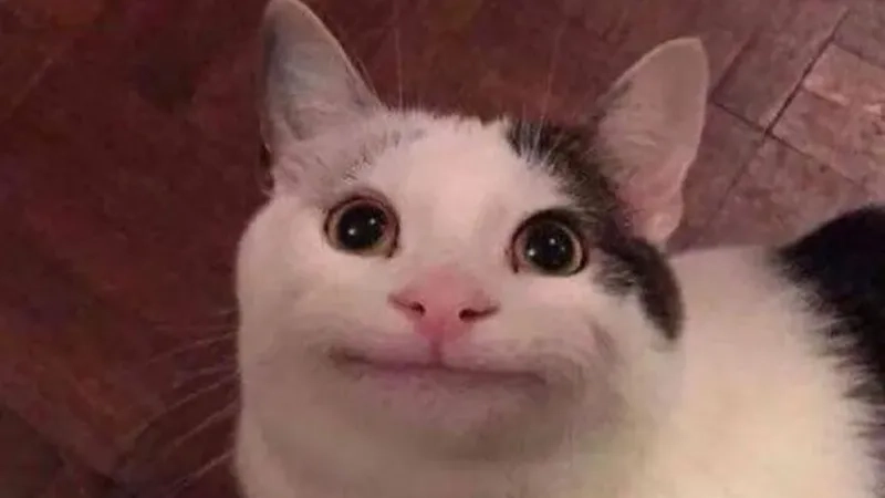 Ảnh meme meme hài dễ thương và vui nhộn