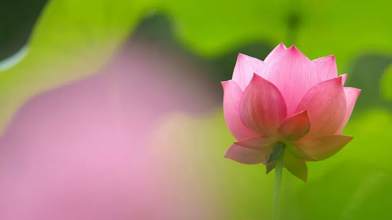Chọn ngay ảnh nền máy tính đẹp nhất để màn hình thêm nổi bật