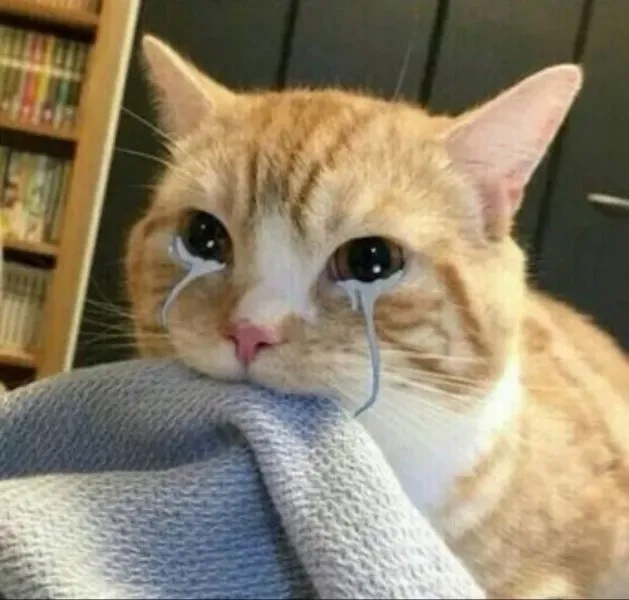 Meme avatar vô tri mèo hài hước vui nhộn