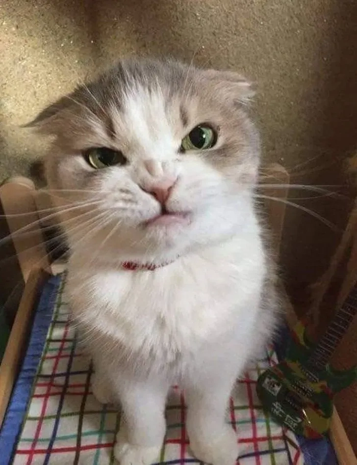 Mèo avatar vô tri dễ thương và hài hước