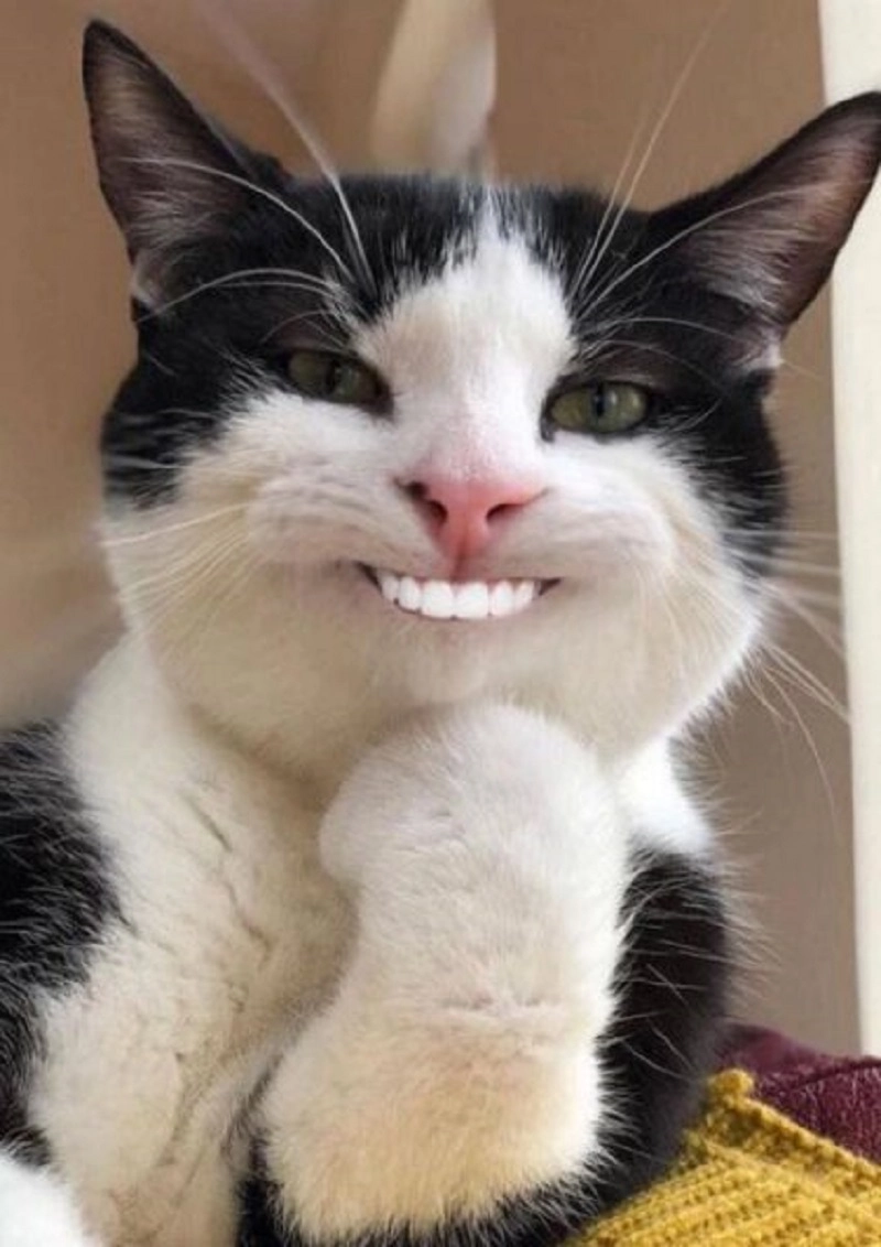 Ảnh chế meme mèo bựa siêu hài hước
