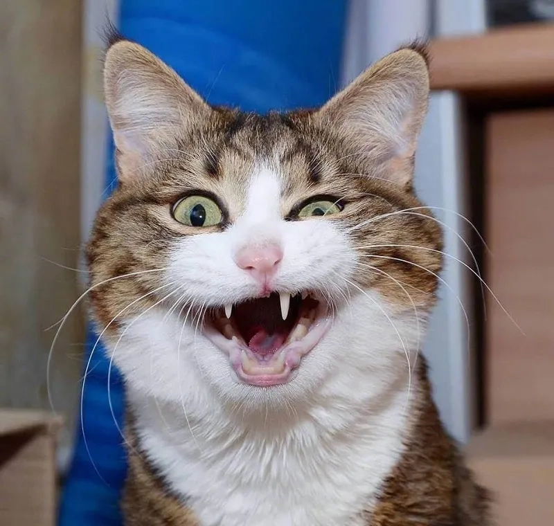 Cười ảnh chế meme mèo bựa cực lầy lội