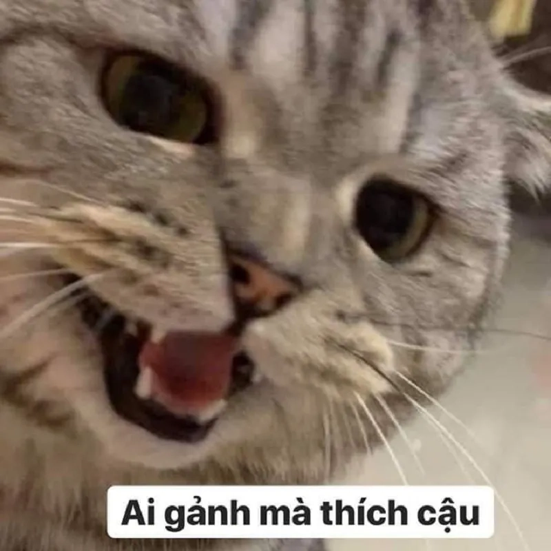Cười meme mèo bựa không nhịn được