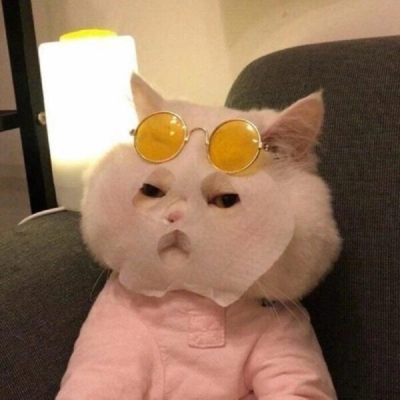 Meo bựa meme khiến ai cũng bật cười
