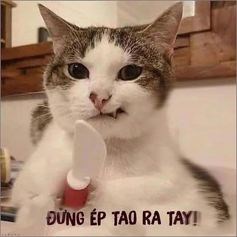 Meme mèo bựa cute nhìn là mê ngay