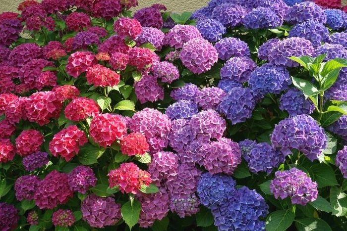 Cẩm tú cầu hình nền tạo không gian lãng mạn đầy chất thơ