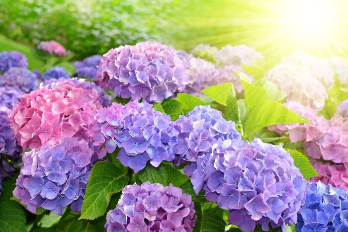 Hình ảnh hoa cẩm tú cầu đẹp nhất với sắc màu rực rỡ