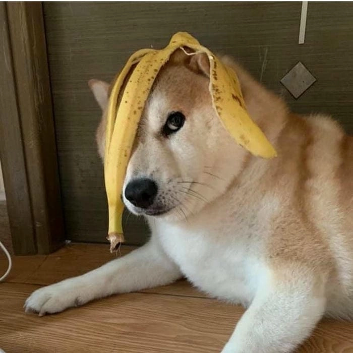 Meme hài chó làm ngày dài thêm vui