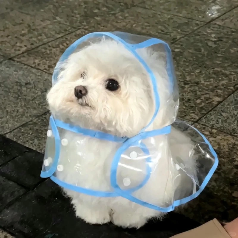 Avatar chó meme độc đáo và sáng tạo nhất