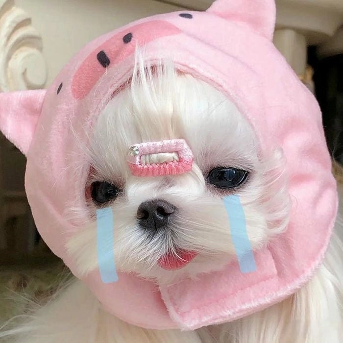 Hình chó meme hài không thể bỏ qua