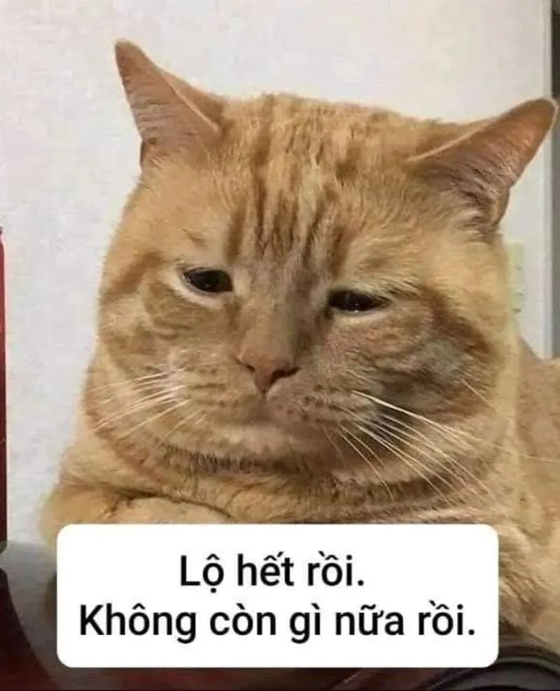 Ảnh meme hài cute cực dễ thương đây