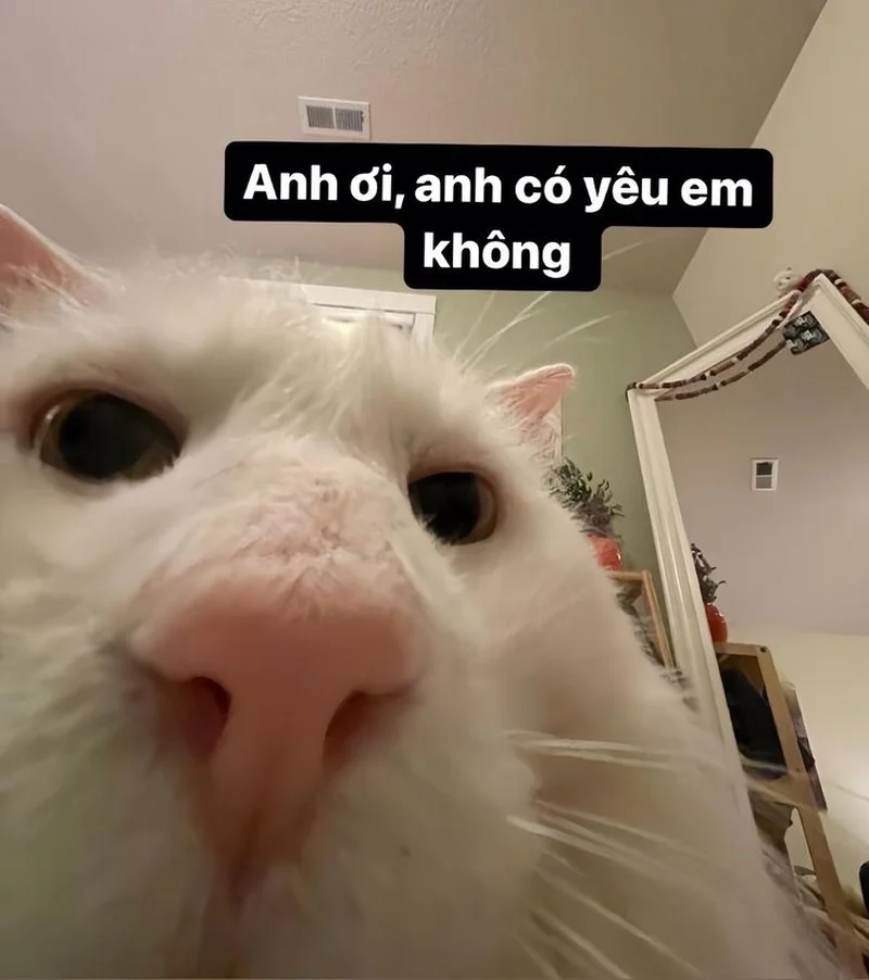 Ảnh meme hài hước cute khiến bạn vui vẻ