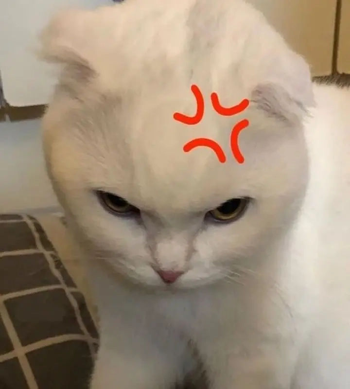 Tức giận ảnh meme dỗi mèo cute lắm luôn