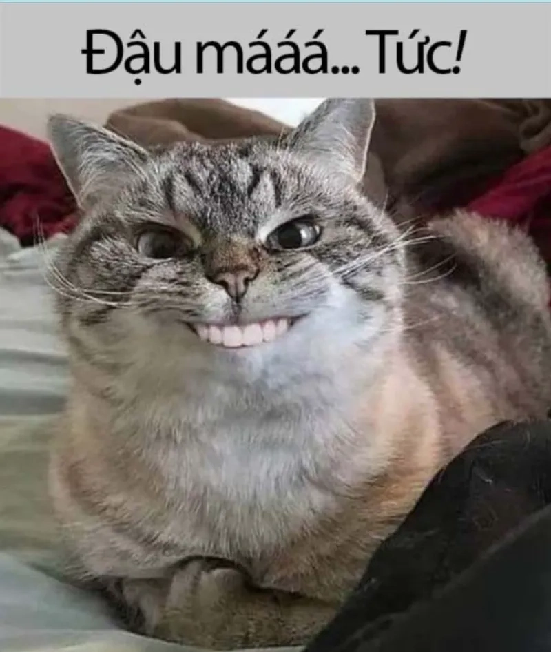 Meme mèo giận dỗi cực kỳ đáng yêu