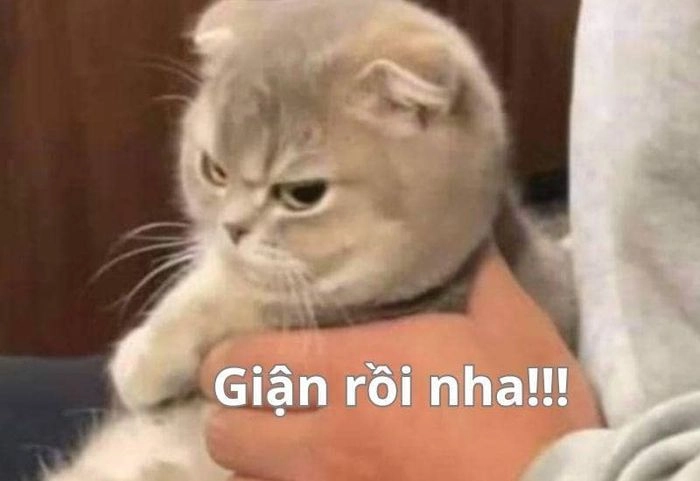 Ảnh mèo cute meme giận dỗi siêu dễ thương