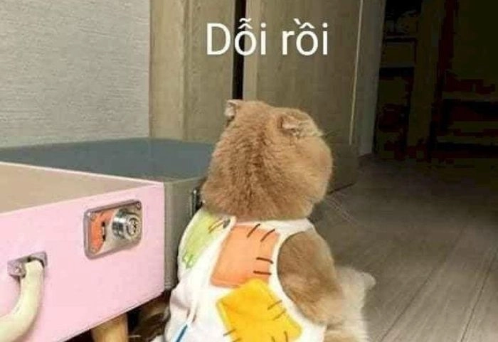 Meme mèo nổi giận không ai dám lại gần