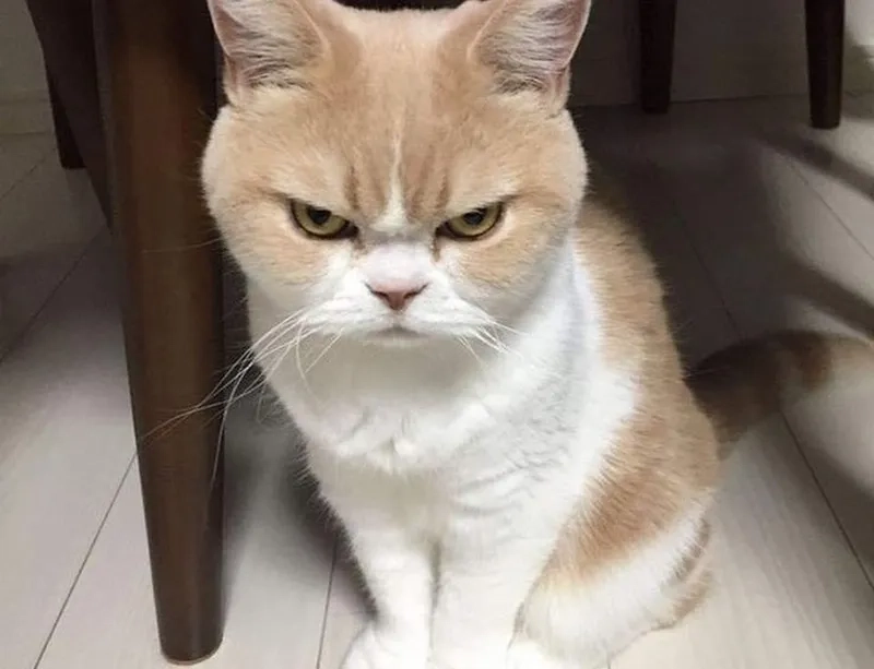 Meme con mèo tức giận với ánh mắt hình viên đạn
