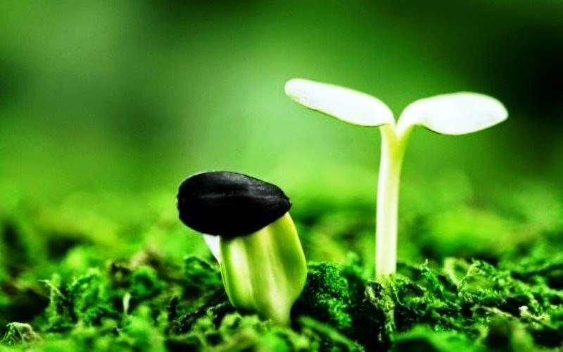Hình ảnh đại diện đẹp nhất khẳng định phong cách