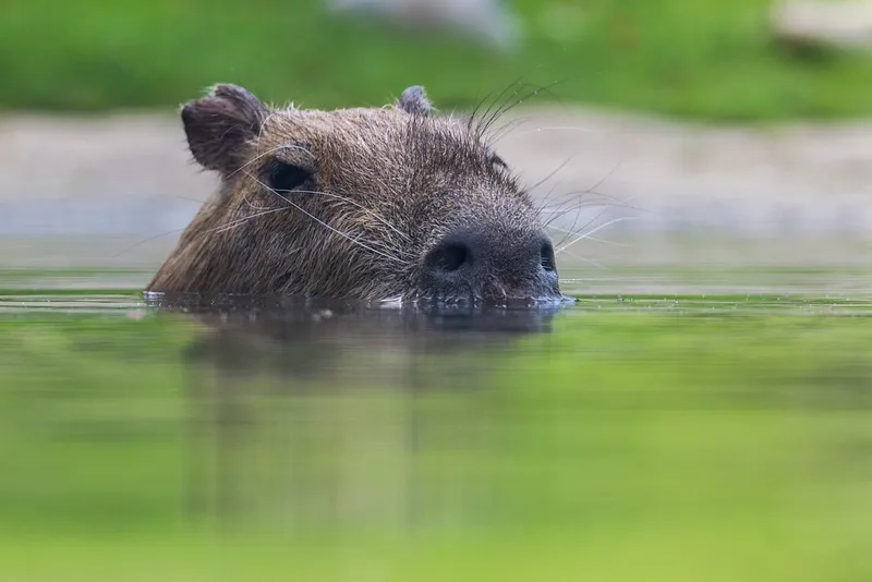 Yêu thích cute capybara pet dễ thương