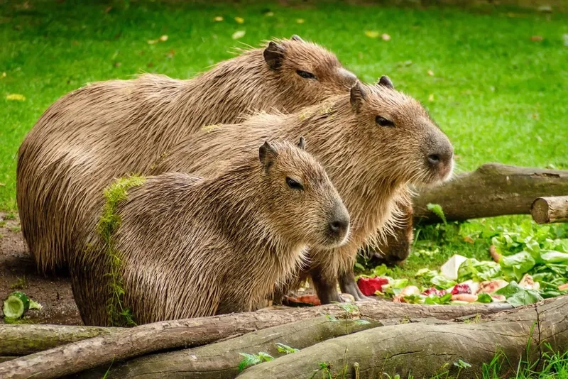 Tải hình nền đẹp 3D cute capybara cực chất