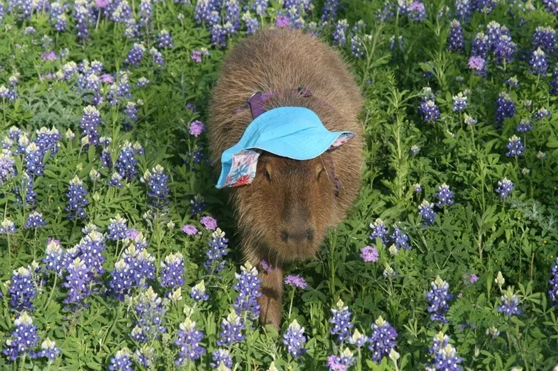 F5 màn hình với hình nền máy tính đẹp cute capybara
