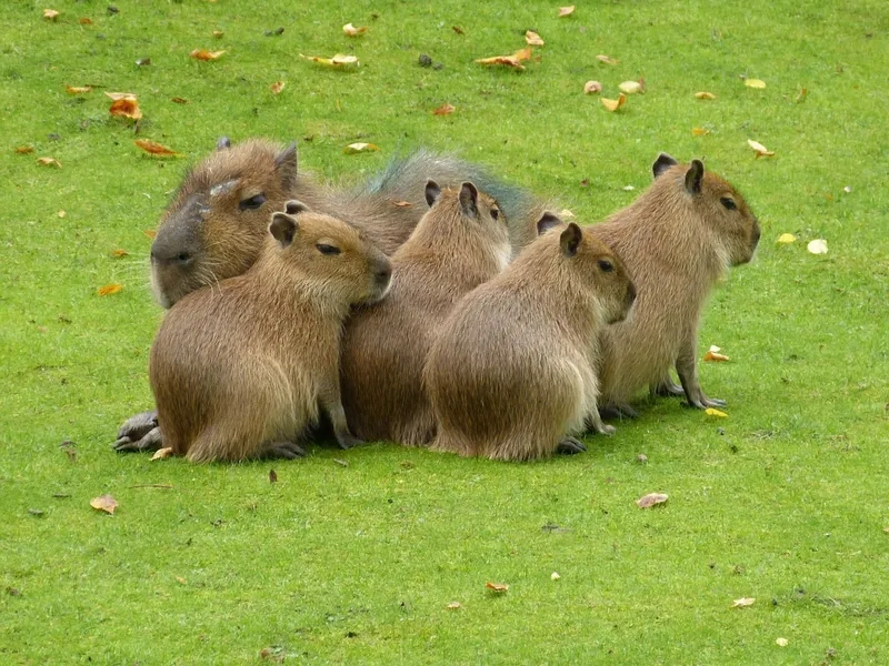 Trải nghiệm 4K capybara chất lượng cao