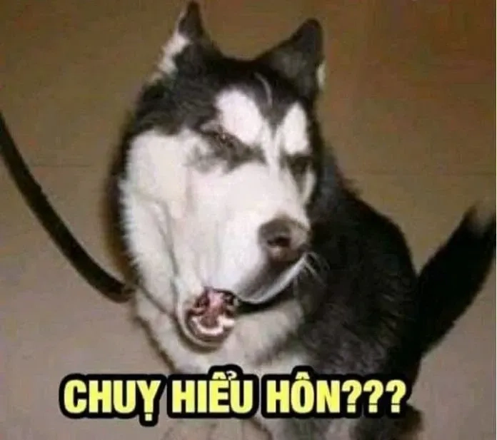 Meme chó hài mang lại tiếng cười sảng khoái