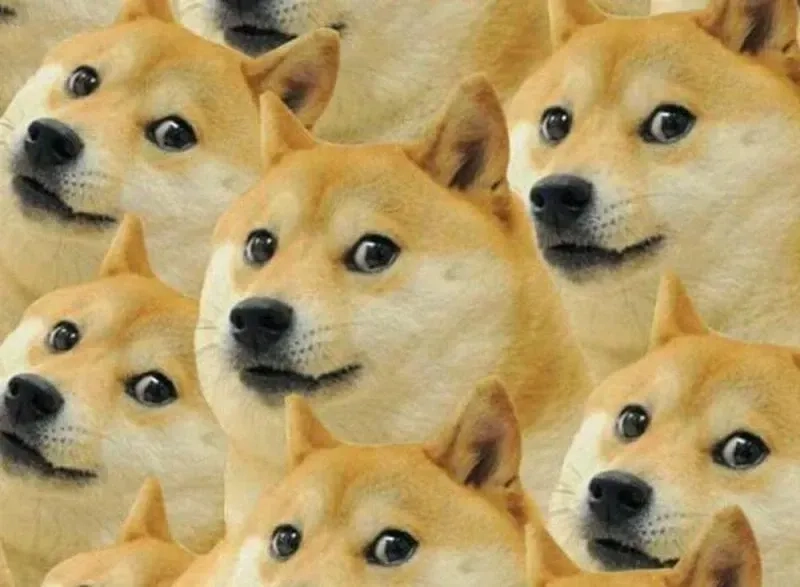 Meme chó hài hước khiến ngày của bạn tươi vui