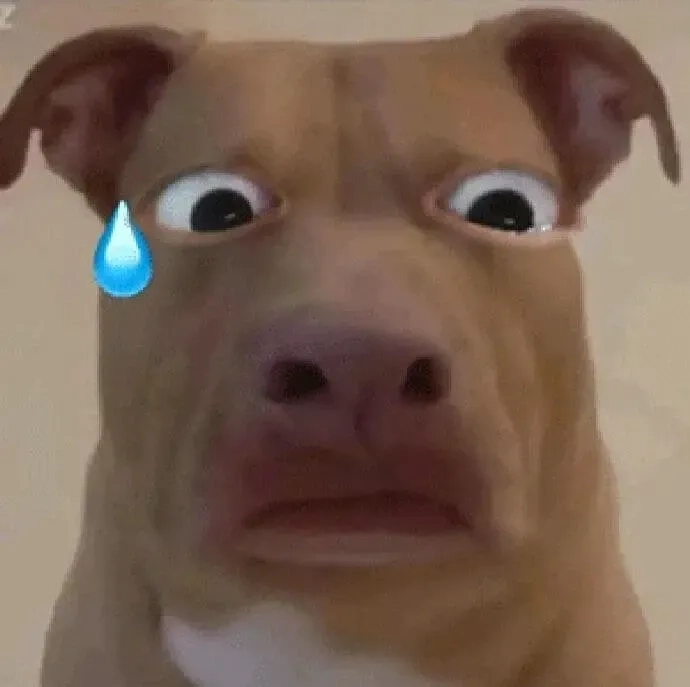 Chó meme hài đáng yêu và vui nhộn