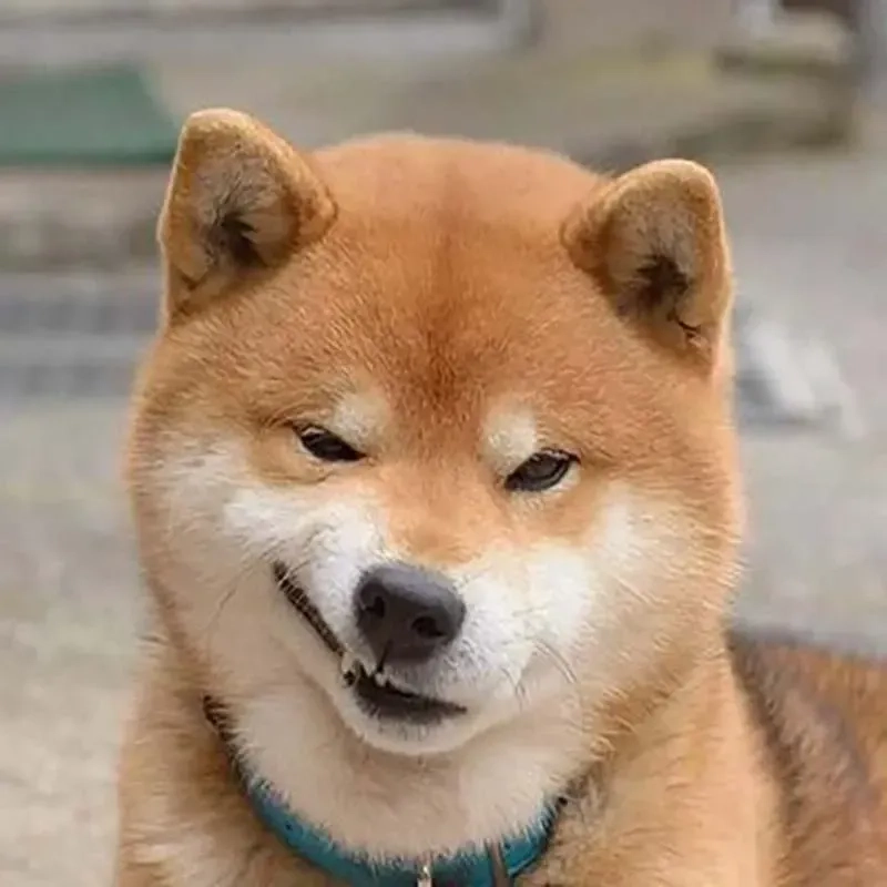 Chó meme cute tạo điểm nhấn trên mạng xã hội