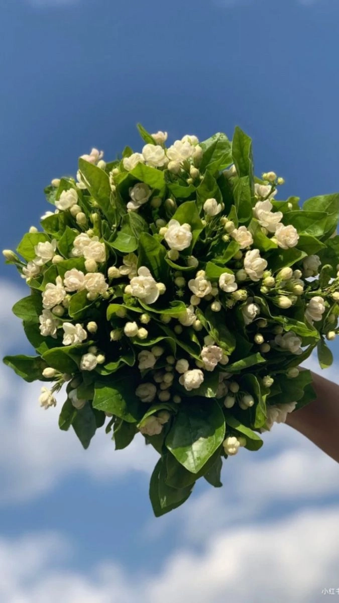 Hình nền điện thoại hoa nhài đẹp đầy thơ mộng