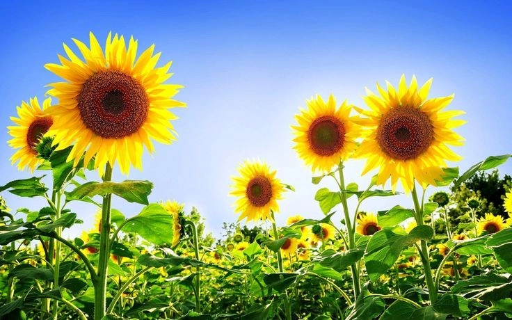 Hình ảnh hoa hướng dương đẹp và ý nghĩa đầy sức sống