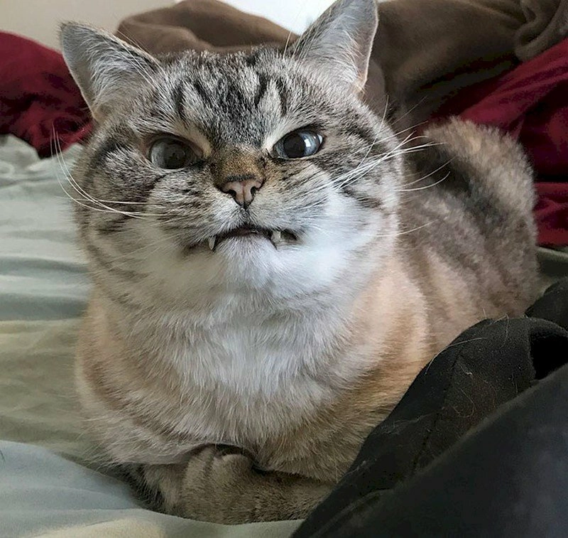 Meme con mèo giận mặt hờn cả thế giới