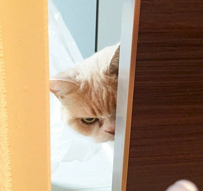 Meme con mèo giận dữ với biểu cảm cực chất
