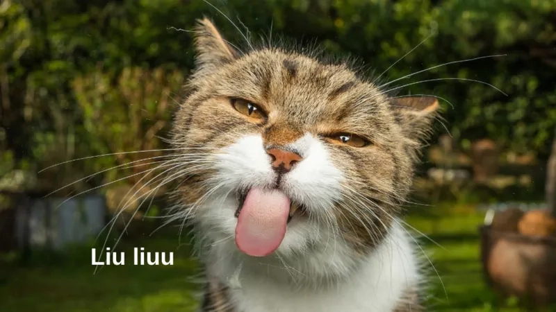 Chế hài chế ảnh meme hài độc đáo và vui nhộn