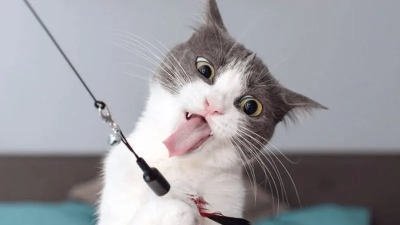 Hình nền meme hài hước làm mới màn hình