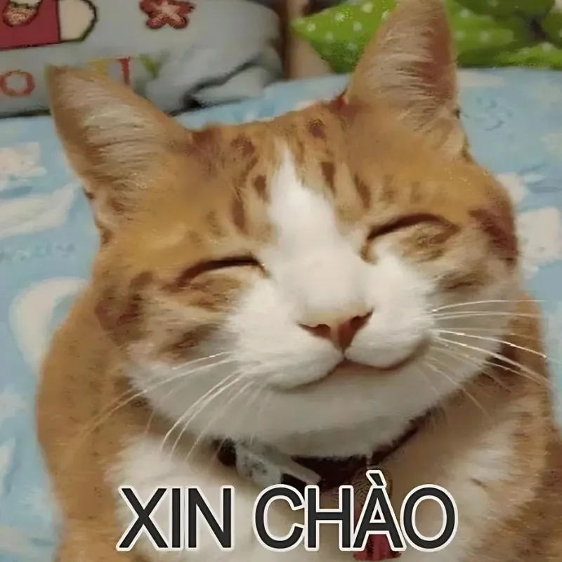Cười xả láng cùng mèo bựa meme