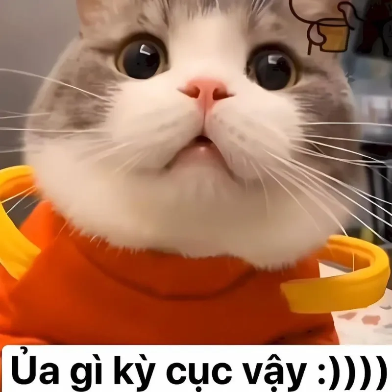 Khó đỡ với bựa meme mèo bựa hài hước