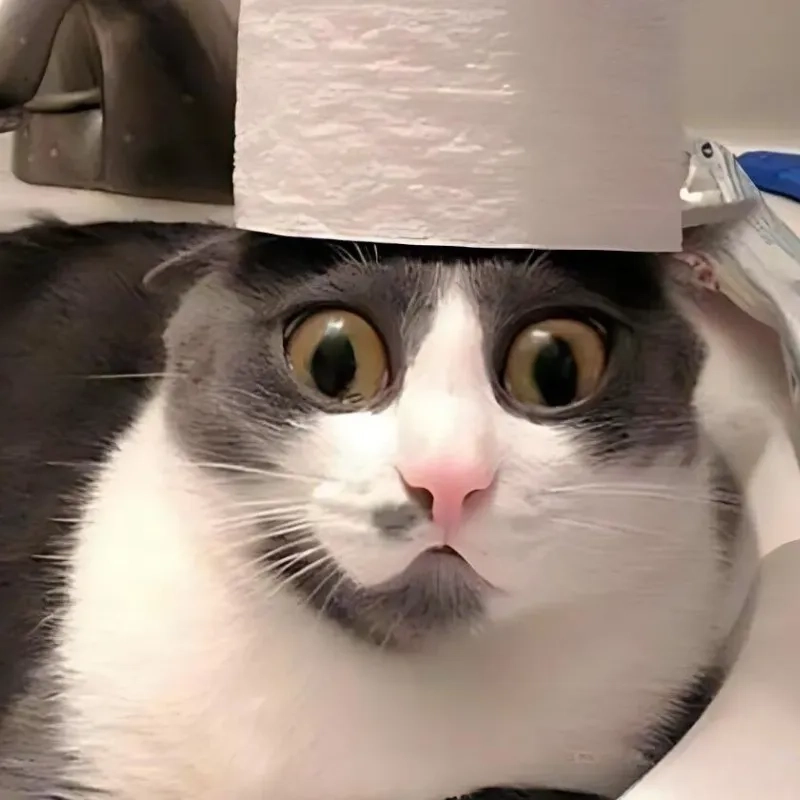 Ảnh hài meme mèo bựa vui cười không ngừng